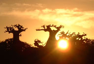 夕陽の太っちょバオバブ