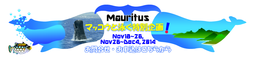 マッコウクジラ・問合せ