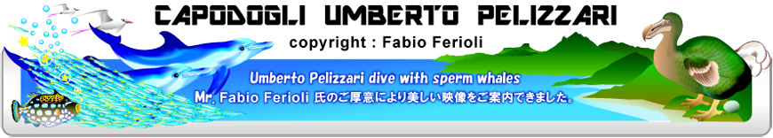 マッコウクジラ・ウンベルト ペリッツァーリ（ペリザリ）, Umberto Pelizzari