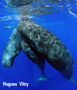マッコウクジラ