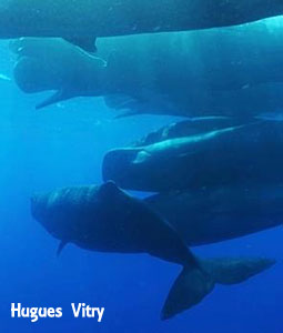 マッコウクジラ